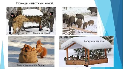Помощь птицам и животным зимой 2021, Лаишевский район — дата и место  проведения, программа мероприятия.