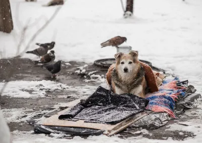 Как помочь бездомным животным выжить зимой: ТОП-5 полезных советов |  ЭкоПолитика