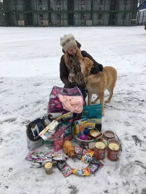 Помощь бездомным животным зимой | ЗооЗабота | Дзен