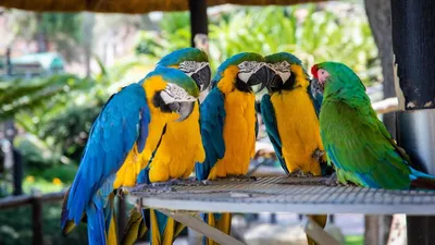 Ветспециалисты предупредили об опасности кнемидокоптоза для декоративных  попугаев | Ветеринария и жизнь