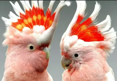 Ко дню попугаев: 5 забавных фактов о разноцветных пернатых | Детский мир |  Дзен