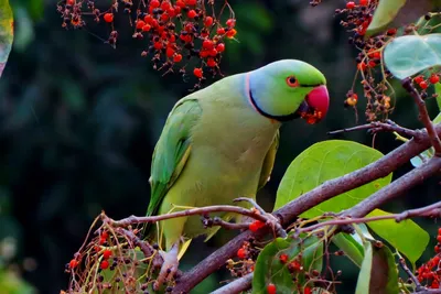 Виды попугаев. Описания, названия и особенности попугаев | мир животных |  Дзен