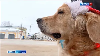 картинки : Млекопитающее, Позвоночный, порода собаки, Породистая собака,  Бернские горные собаки, Энглбучерская горная собака, Бернер, Белый  нагрудник, Собака, как млекопитающее, Карниворан, Большая швейцарская  горная собака, Аппенцеллер сенненхунд ...