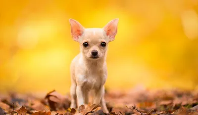 О стандартах Чихуахуа. Статьи Mini-Dogs о декоративной породе собак Чихуахуа .