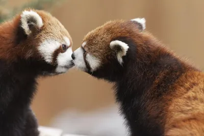 Эти поцелуи животных доказывают, что поцелуи не только для людей | Animals  kissing, Cute animals kissing, Red panda cute