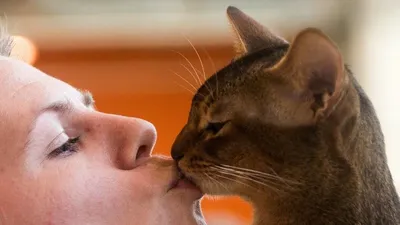 Как целуются кошки и что такое «кошачий поцелуй»