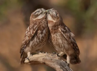 Любовь, эмоции и поцелуи животных. ФОТО