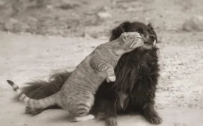 Милейшие поцелуи животных - Wow, №401625972 | Фотострана – cайт знакомств,  развлечений и игр