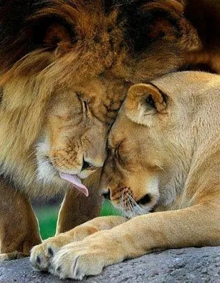 Ах, эти милые поцелуи животных!