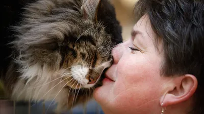поцелуй животных