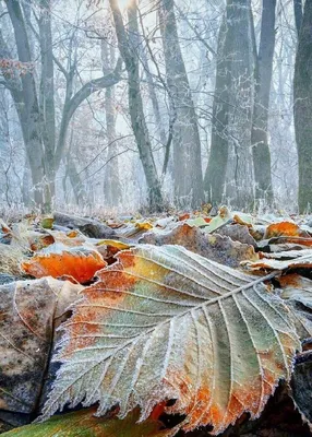 Солнечный день поздней осени :: Андрей Снегерёв – Социальная сеть ФотоКто