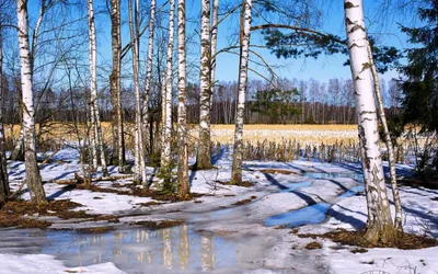 Когда я смотрю на картину.....: Приближение весны