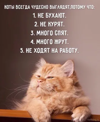 МБУ \"ЦБС г.Белогорска\" - Смешные котики!