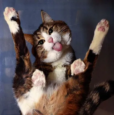 Котики, песики и другие питомцы: 35 самых забавных фото | myDecor