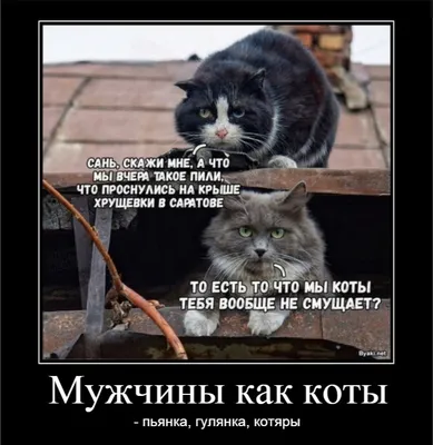 Котоматрица: блин... нос чешется..... к пьянке или к получалке?....