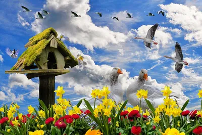 Природа Цветы - Бесплатное фото на Pixabay - Pixabay