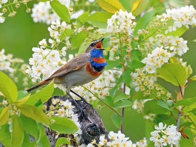 Картинки природа цветы животные птицы (70 фото) » Картинки и статусы про  окружающий мир вокруг