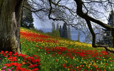 Фотографии ручеек в парке Весна Природа Времена года