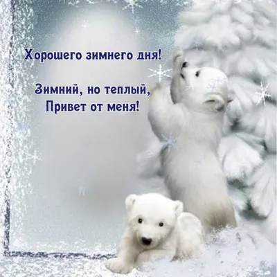 ПРИВЕТ! ⛄ ТЕПЛА и ДОБРА ВАМ ! ❤🌲😉❄💐⛄😘🌲⛄😋❄❤ Улыбнись, и весь мир  улыбнется тебе в ответ! ❄🌞🌨 | Открытки, Веселые картинки, Животные