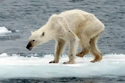 Выживут ли белые медведи в Арктике после изменения климата - Российская  газета