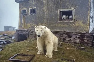 Ученые: белым медведям грозит почти полное исчезновение через 80 лет