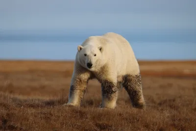 В Ненецком автономном округе белые медведи стали чаще выходить к людям -  ТАСС