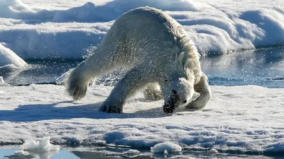 Более 150 белых медведей живёт в заповеднике «Медвежьи острова»: в Якутии  прошёл второй этап «Беломедвежьей переписи» • Российское экологическое  общество
