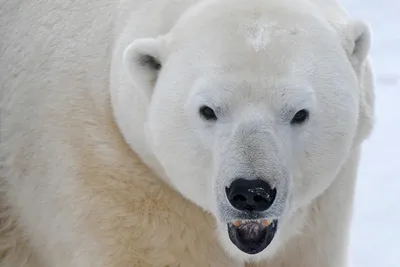 Экологи: глобальное потепление поставило белых медведей на грань вымирания  - РИА Новости, 03.02.2018