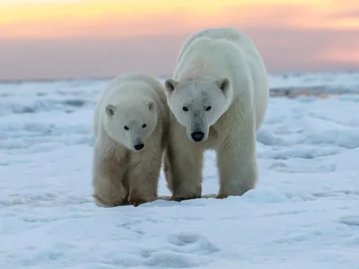 На территории России обитают три популяции белых медведей — Новости  «Северного Города»