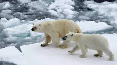 20 берлог белых медведей обнаружили в заповеднике Медвежьи острова