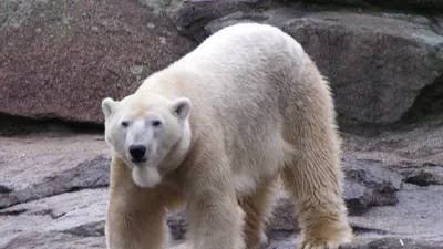 Детеныш белых медведей из Таллиннского зоопарка умер спустя несколько дней  после рождения | Экология | ERR