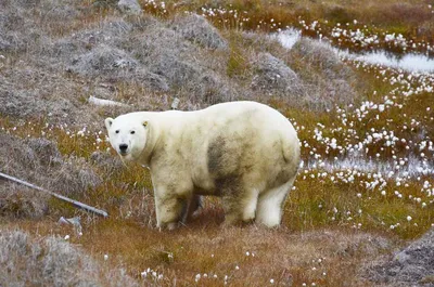 Белых медведей теперь можно идентифицировать по ДНК, которая остается на  следах