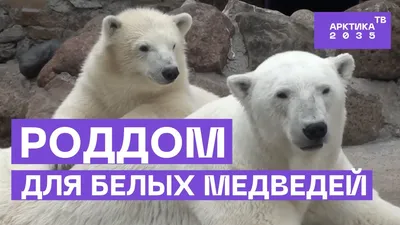 В WWF рассказали о причинах нашествия белых медведей на Новой Земле - РИА  Новости, 11.06.2021