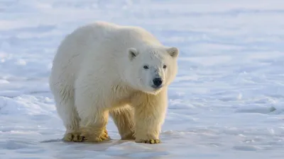Белые медведи могут вымереть в ближайшие 100 лет | Информационное агентство  \"Грозный-Информ\"