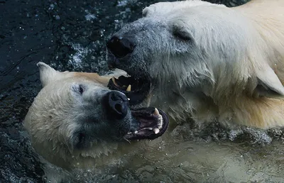Московский зоопарк открыл сбор средств на спасение белых медведей -  Российская газета