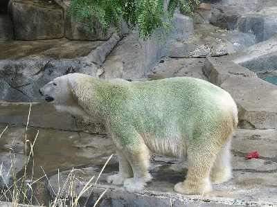 Белые медведи в Арктике перешли на морскую капусту из-за глобального  потепления — ПОРА — Проектный офис развития Арктики