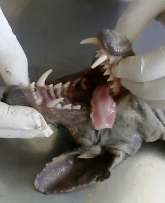 Американец показал тело жуткого существа, похожего на мифическую чупакабру  — Курьезы