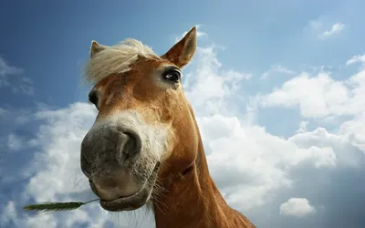 Про коней, лучший подарок картина с лошадями