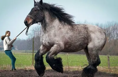 Комплект фигур коней Тройка купить недорого, цены от производителя 166 500  руб.