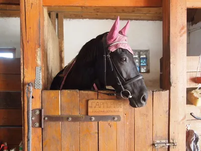 Какой конь наилучший? | Ислам в Дагестане
