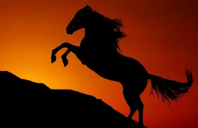 Запуск красных коней бесплатный Стоковое Изображение - изображение  насчитывающей снаружи, поле: 178958527
