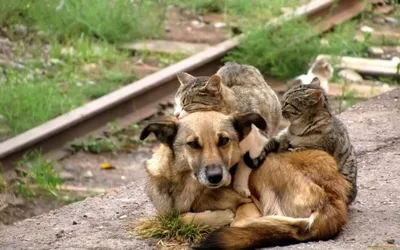 Друг\" - портал для любителей домашних животных: собак, кошек и маленьких  друзей