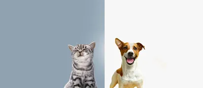 Информация по регулированию численности бродячих собак и кошек