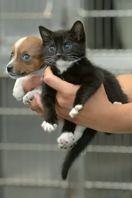 Фото щенка котенок Вельш-корги коты собака 2 черная Животные