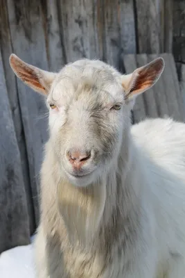 Домашняя коза — Википедия