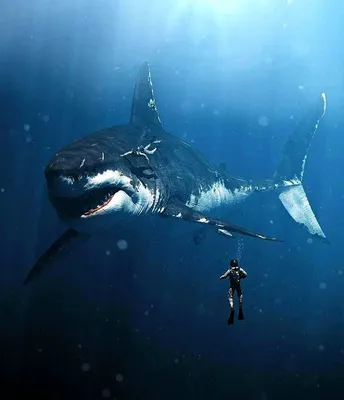 DailyMail: Древняя акула-убийца мегалодон плыл со скоростью лишь 2 км в час