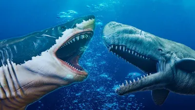 Мечта любителей динозавров: 6-летний британец нашел на берегу моря клык  мегалодона | Вокруг Света