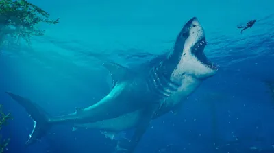На пляже в США найден зуб давно вымершей акулы ⋆ НИА \"Экология\" ⋆