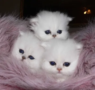 Крошечных микроскопических милых котят…» — создано в Шедевруме