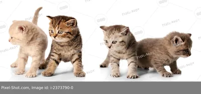 Подушка в виде милых котят, 45x45 см | AliExpress